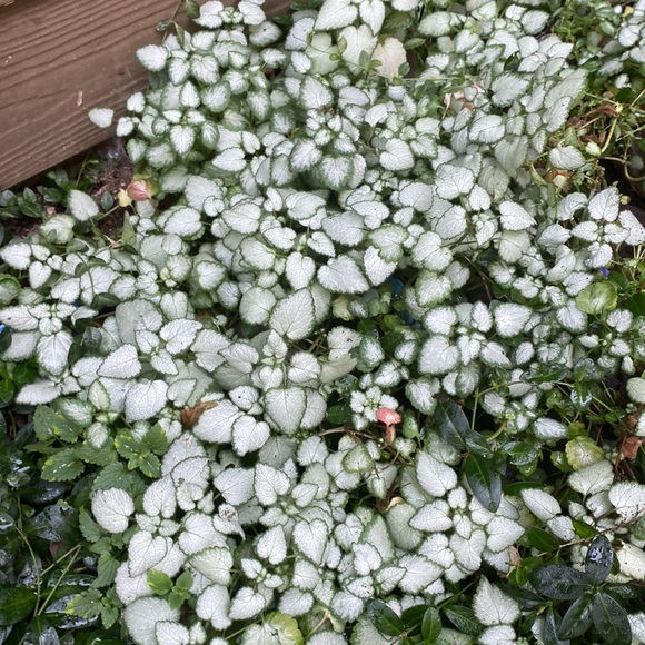 Spotted dead nettle Botanical name: Lamium maculatum Ground Cover - Picture 5 of 9